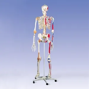 Skeleton - Special Model